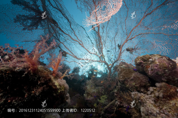 紅海中的海洋和珊瑚。