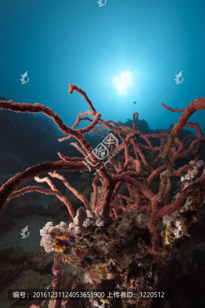 紅海中的海洋和珊瑚。