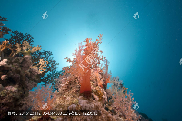 紅海中的海洋和珊瑚。