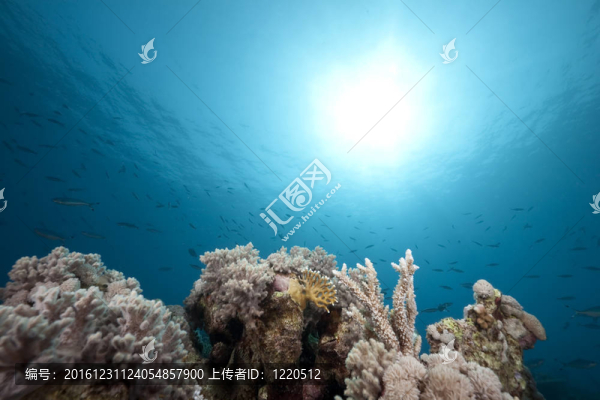 紅海中的海洋和珊瑚。