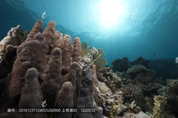紅海中的海洋和珊瑚。