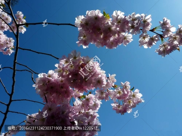 櫻花
