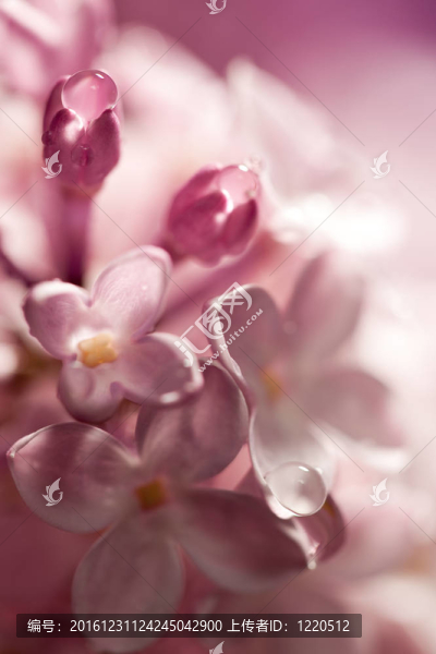 水彩畫的丁香花