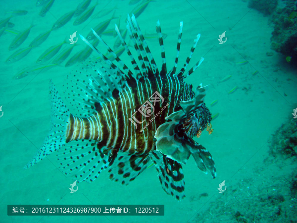 魔鬼firefish獅子魚