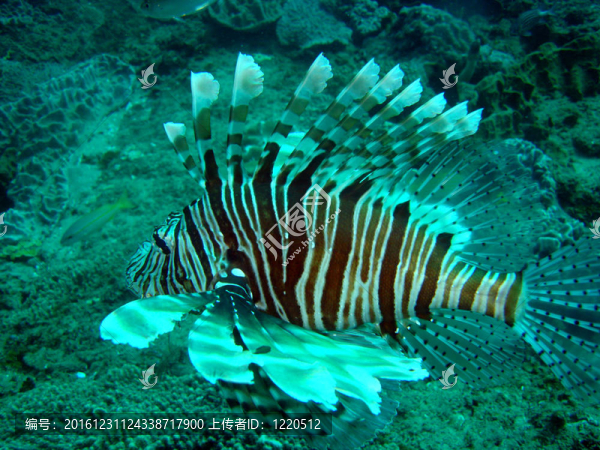 魔鬼firefish獅子魚