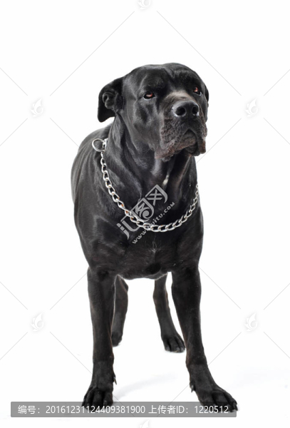 意大利獒