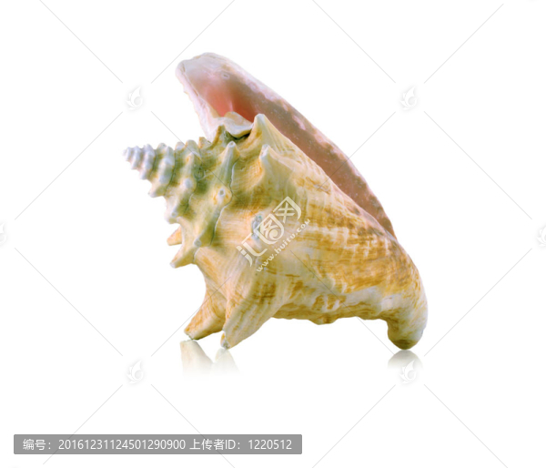 海貝殼