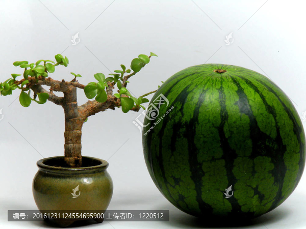 樹下的西瓜