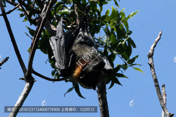 蝙蝠男在樹上