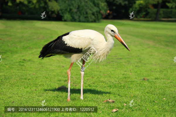 鸛