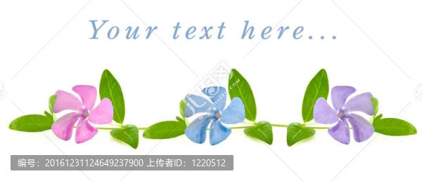 溫柔的小花
