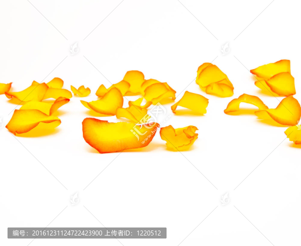 白色背景飾以黃色和橙色玫瑰的花瓣