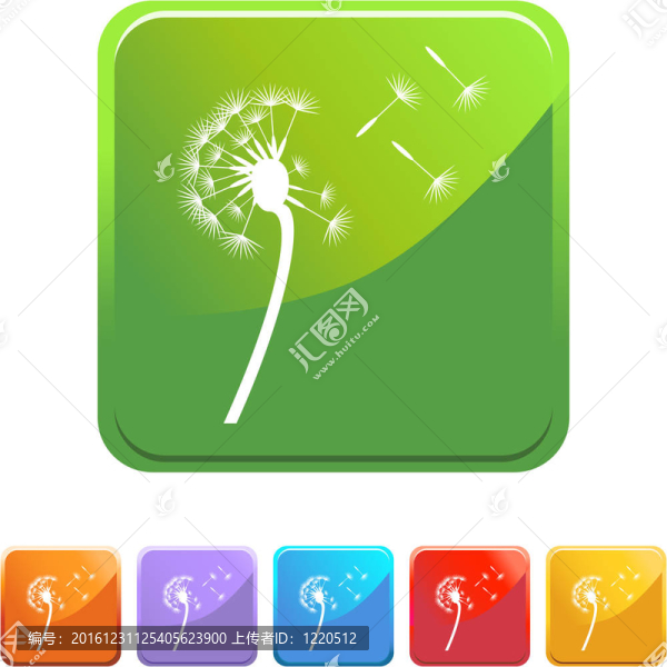 蒲公英