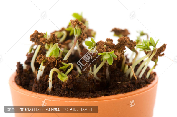 花園水芹