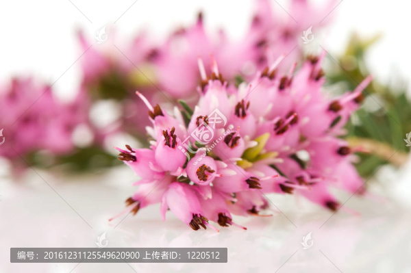 石南花宏