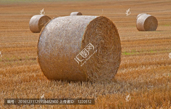 金成捆的干草