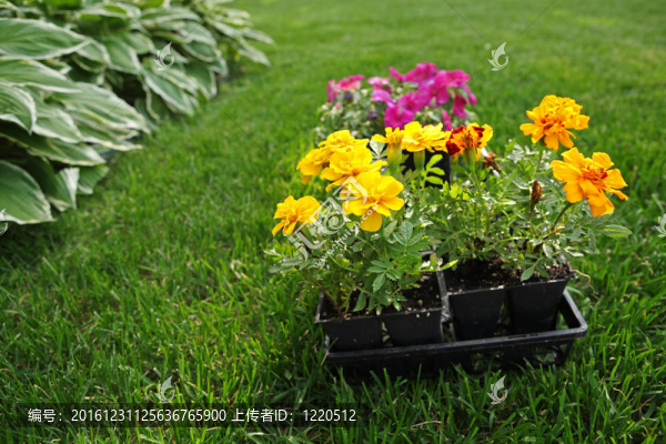 萬壽菊、鳳仙花等種植市場包