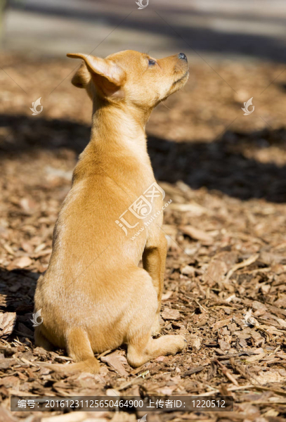 迷你杜賓犬