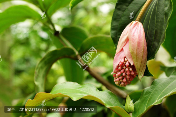 玫瑰香葡萄；寶蓮燈；野牡丹科