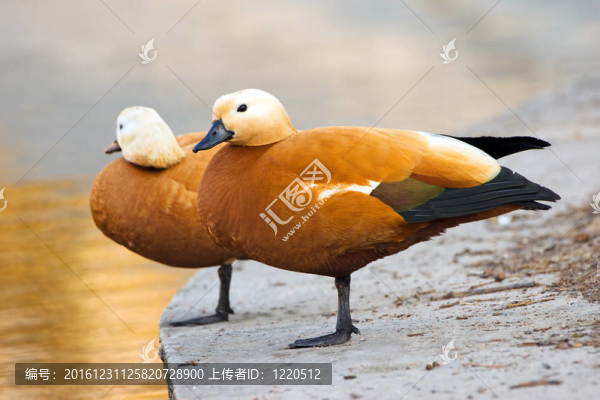 鴨子夫婦