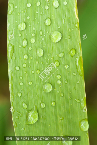 雨在草葉扣分