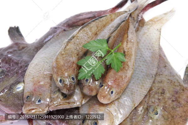 魚