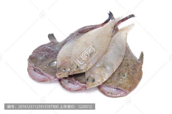 魚