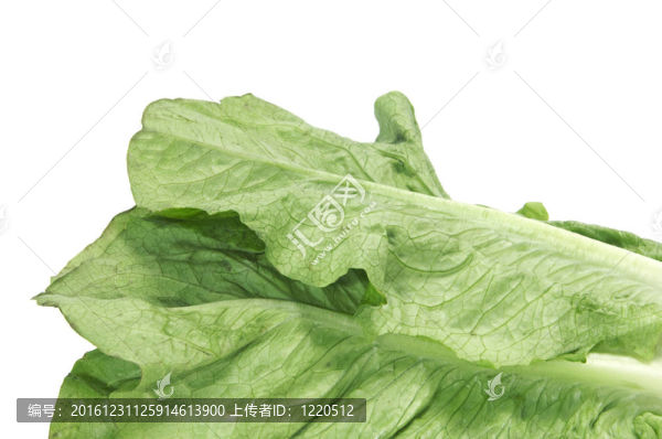 生菜