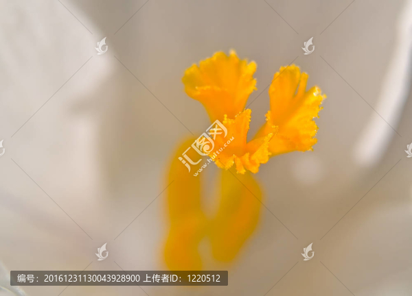春天的時候，番紅花宏觀呈現(xiàn)多彩的細節(jié)