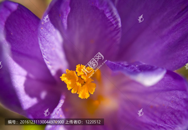 春天的時(shí)候，番紅花宏觀呈現(xiàn)多彩的細(xì)節(jié)