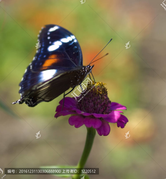 蝴蝶Hypolimnas,bolina共同eggfly女