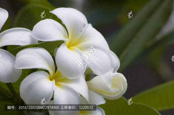 光榮的雞蛋花，雞蛋花或