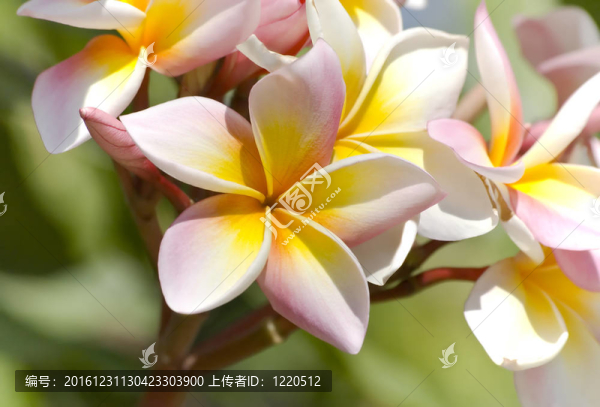 彩色的雞蛋花