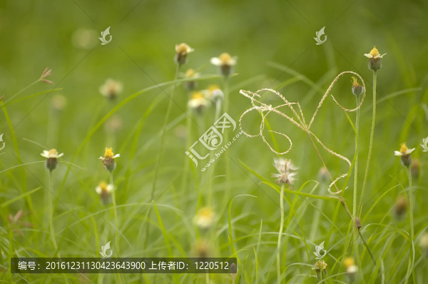 綠色的花田