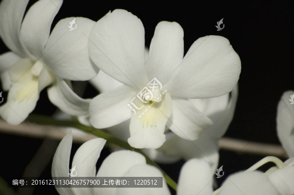 有深色背景的白色蘭花