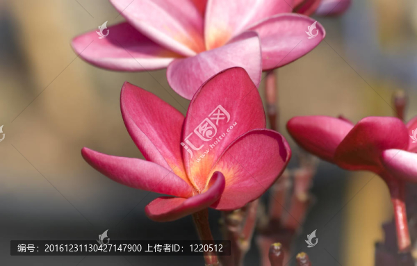 彩色的雞蛋或雞蛋花