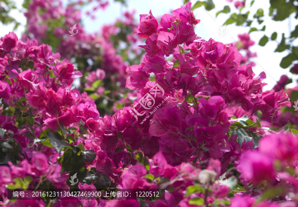 Bougainvillea的花