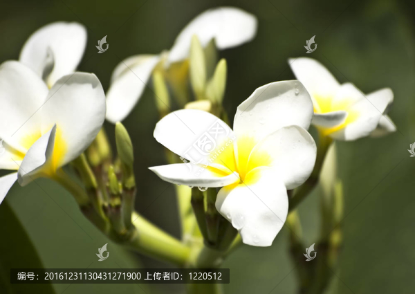 光榮的雞蛋花，雞蛋花或水滴