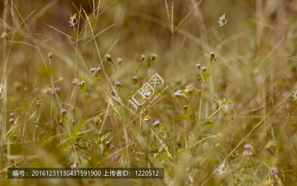 場(chǎng)的背景