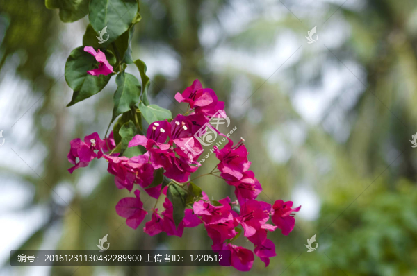 Bougainvillea的花