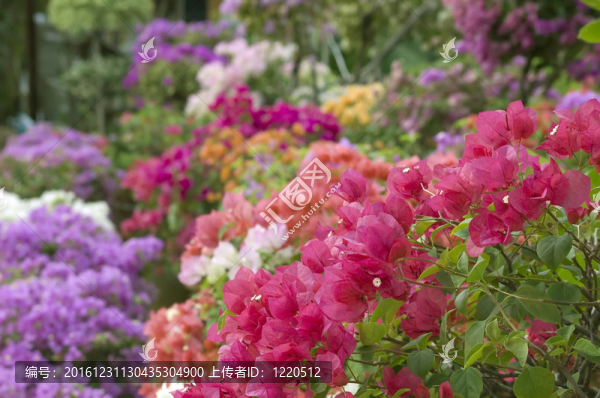 不同顏色的花三角梅