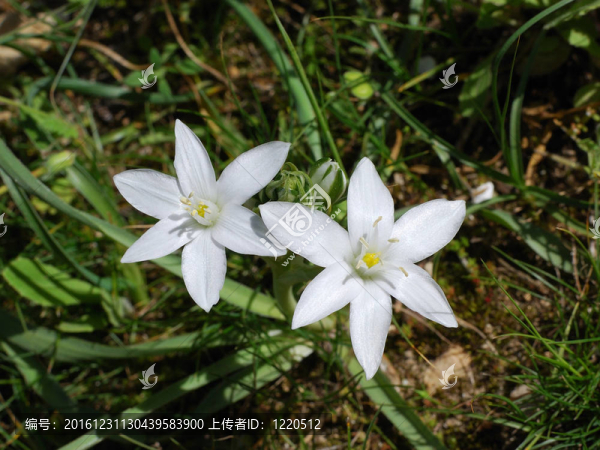 春天的花朵