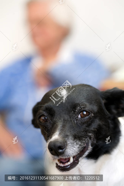 狗