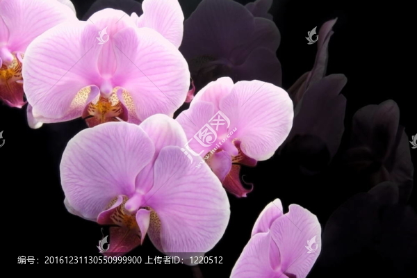 粉紅蘭花黑色