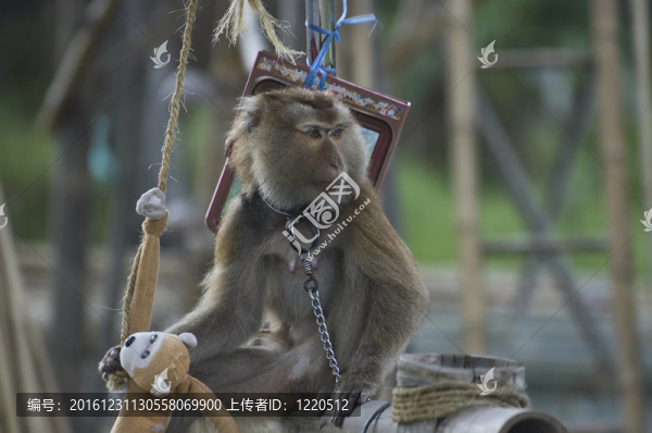 猴子和玩具猴子坐在一起