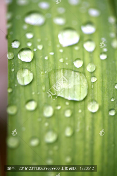 水滴在葉子上