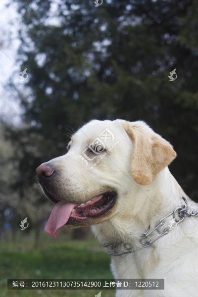 金retreiver