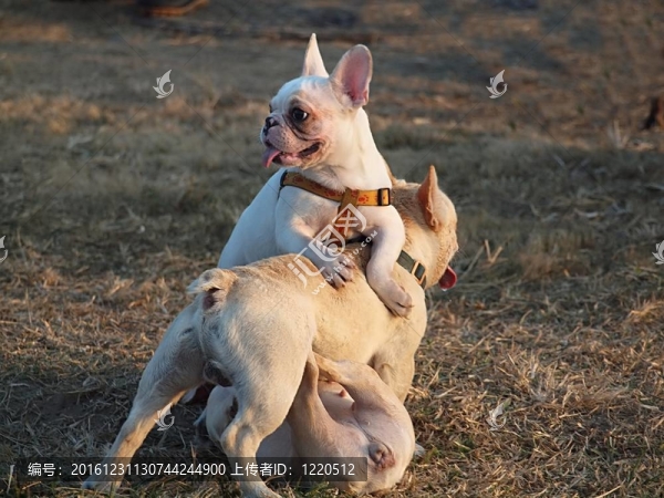 三法國(guó)斗牛犬幼犬