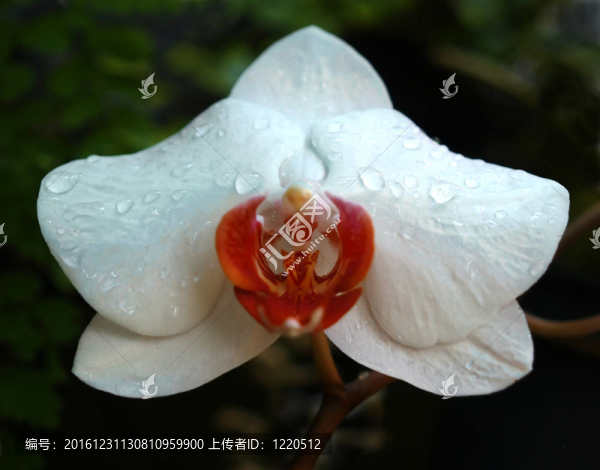 在一個(gè)著名的植物園Flowers
