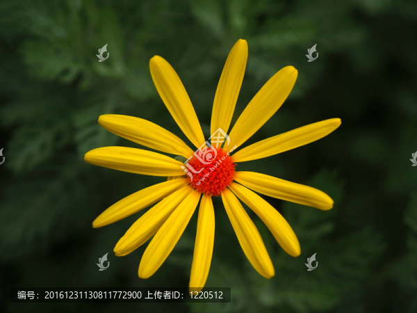 在一個著名的植物園Flowers